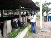 牛舎を見学するメンバー